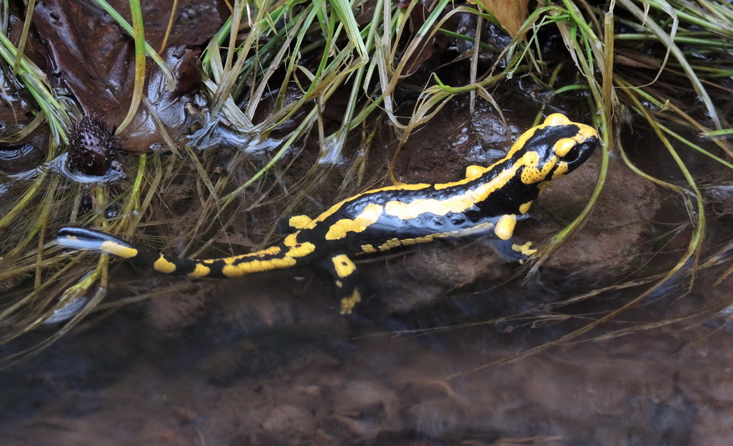 Feuersalamander